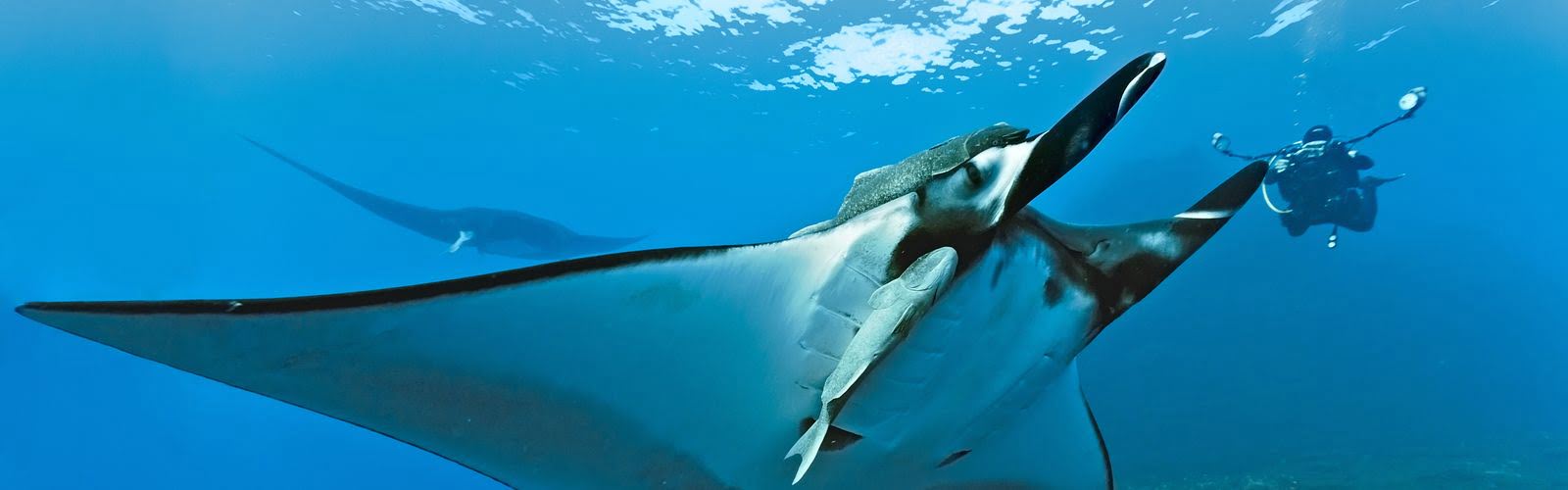 Red Sea diving