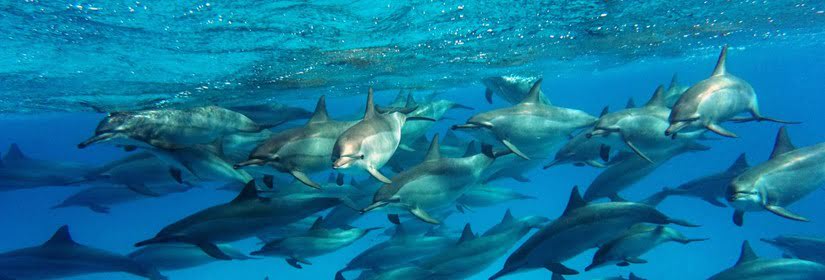 Dolphins, Red Sea