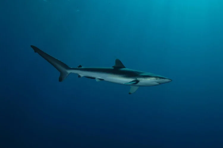 1920px-requin-soyeux-carcharhinus-falciformis-sous-dcp-derivant-ifremer-00577-68947-27939jpg