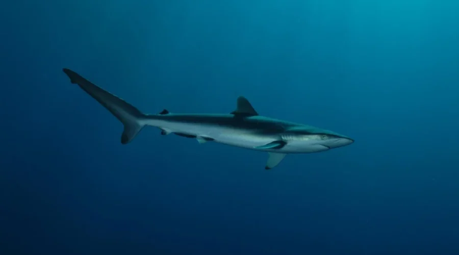 1920px-requin-soyeux-carcharhinus-falciformis-sous-dcp-derivant-ifremer-00577-68947-27939jpg