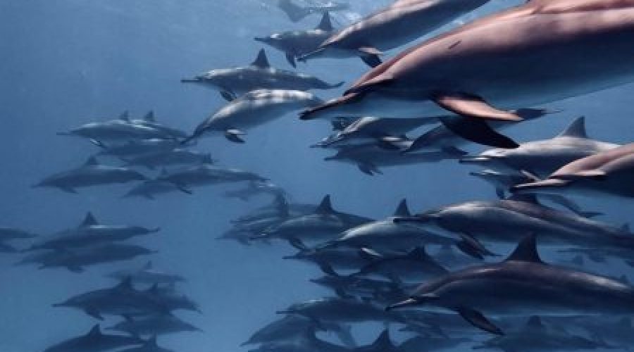 Satayah dolphin house