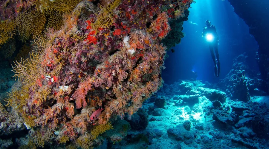 max_red-sea-egypt-coral-reef-diver-simon-rogerson-gallery_.webp_webp_40cd750bba9870f18aada2478b24840a